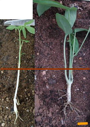seedling morphology