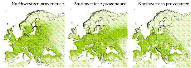 prov Quercus